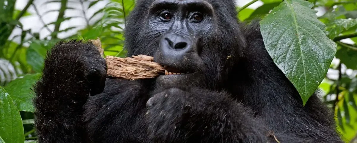 Bwindi gorilla trekking 4 days Safari