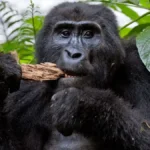 Bwindi gorilla trekking 4 days Safari