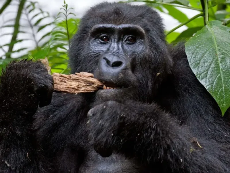Bwindi gorilla trekking 4 days Safari