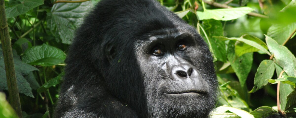 Uganda Tanzania Safari Packages