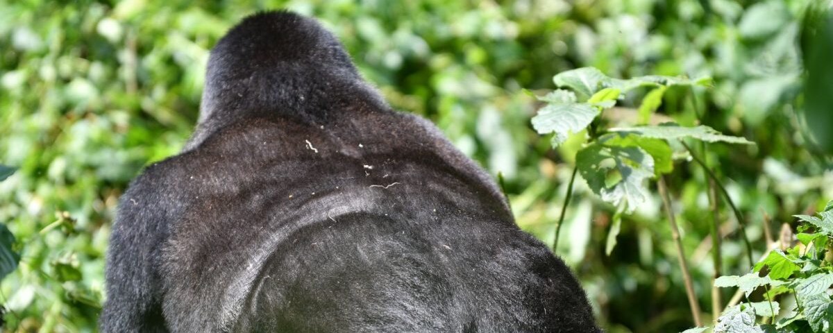 Bwindi gorilla trekking & Batwa community tour
