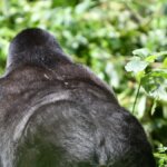 Bwindi gorilla trekking & Batwa community tour