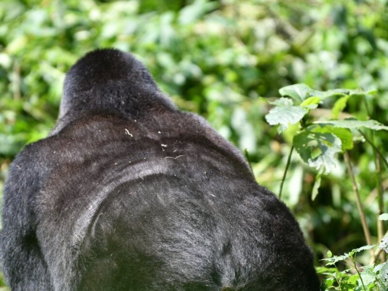 Bwindi gorilla trekking & Batwa community tour