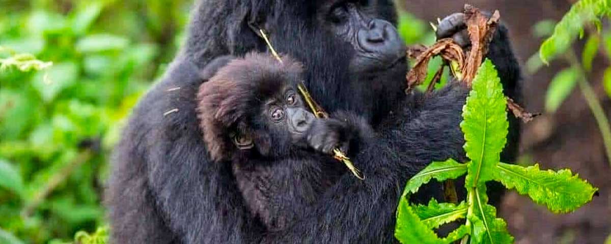 Bwindi gorilla trekking Uganda tours