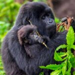 Bwindi gorilla trekking Uganda tours
