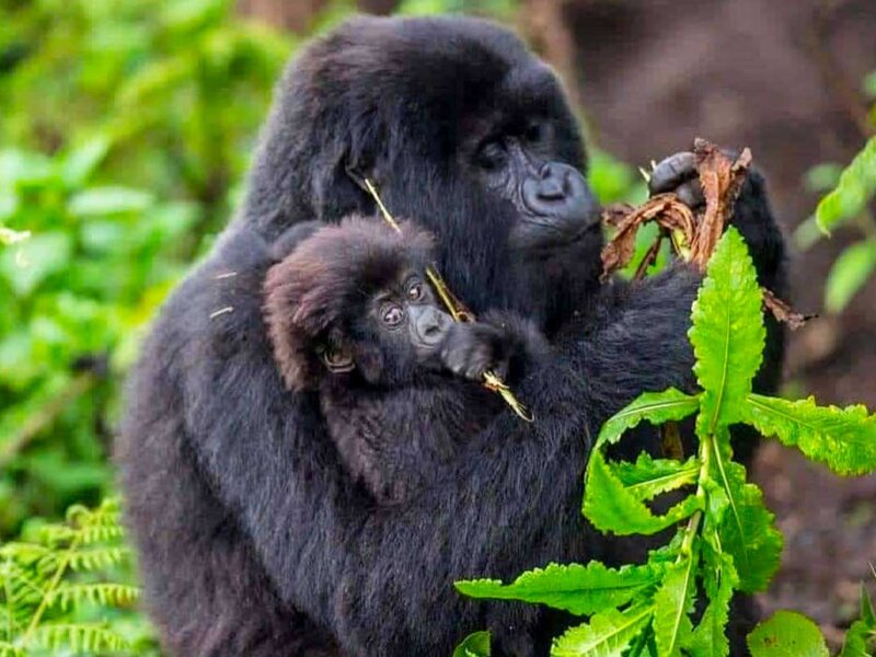 Bwindi gorilla trekking Uganda tours