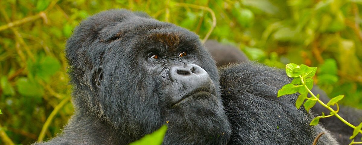 Bwindi gorilla trekking Uganda vs Rwanda