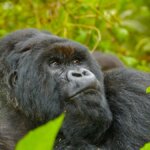 Bwindi gorilla trekking Uganda vs Rwanda