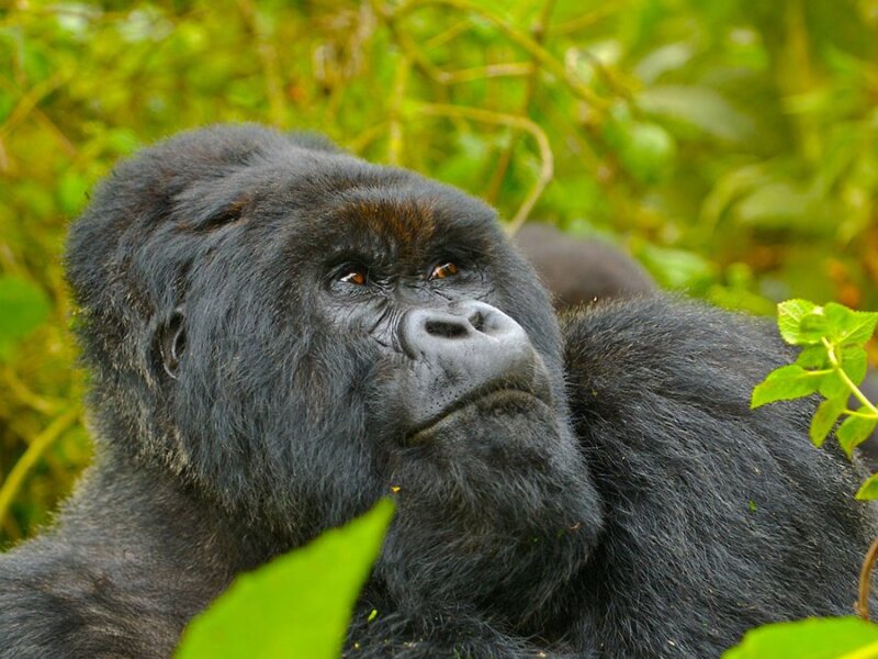 Bwindi gorilla trekking Uganda vs Rwanda