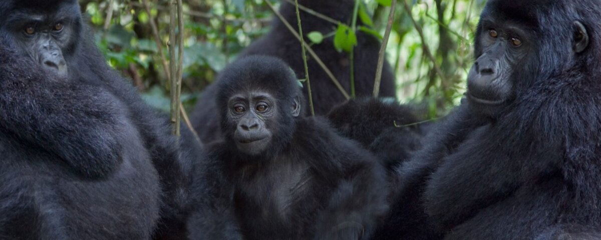 Bwindi gorilla trekking and Lake Bunyonyi extension