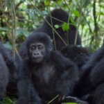Bwindi gorilla trekking and Lake Bunyonyi extension
