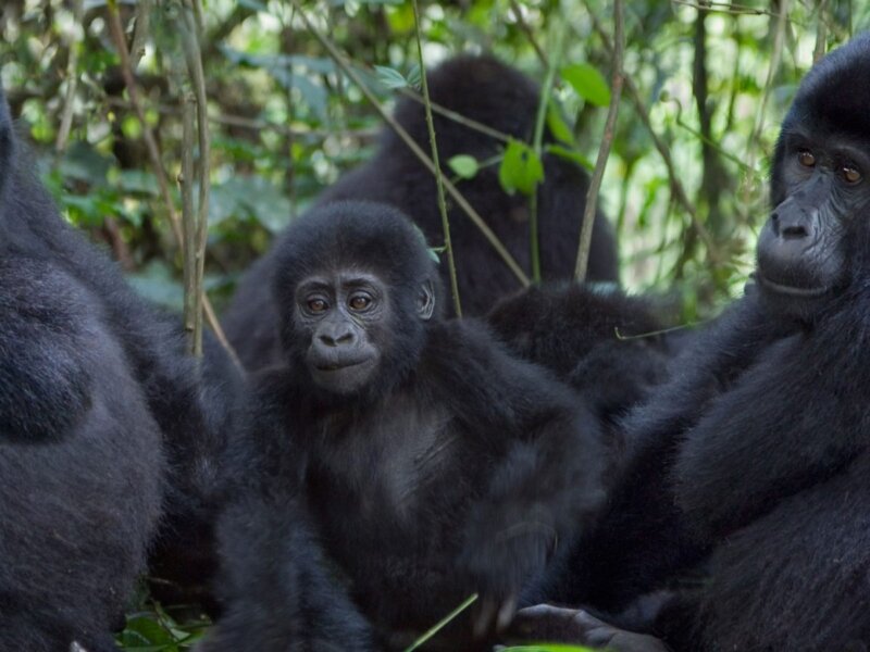 Bwindi gorilla trekking and Lake Bunyonyi extension