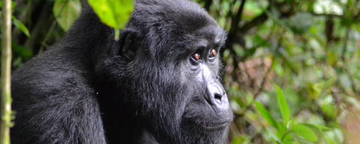 Bwindi gorilla trekking and Murchison Falls combo