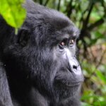 Bwindi gorilla trekking and Murchison Falls combo