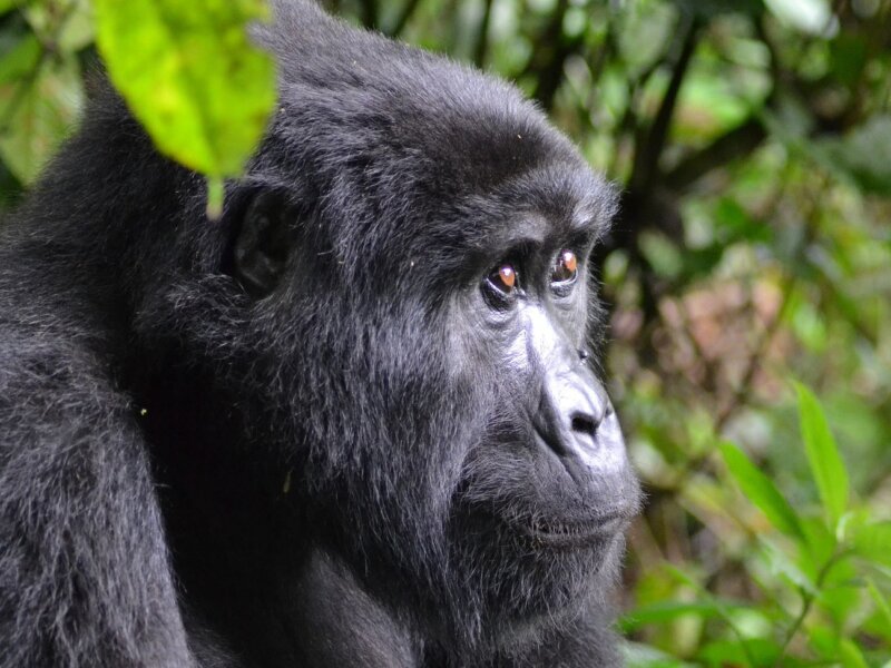 Bwindi gorilla trekking and Murchison Falls combo