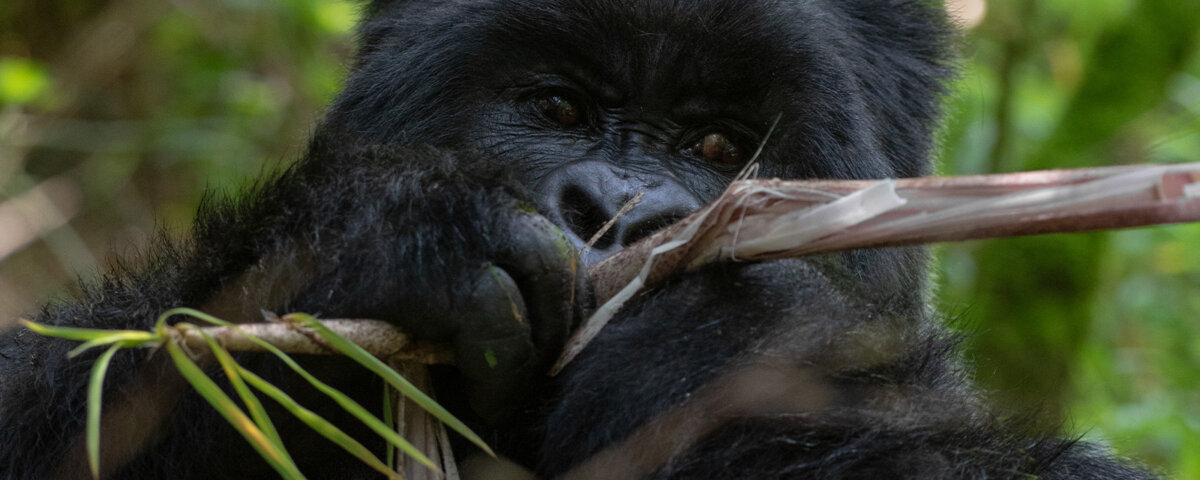 Bwindi gorilla trekking and Queen Elizabeth extension