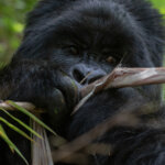 Bwindi gorilla trekking and Queen Elizabeth extension