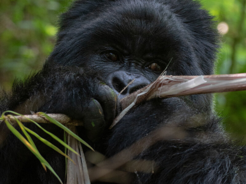 Bwindi gorilla trekking and Queen Elizabeth extension