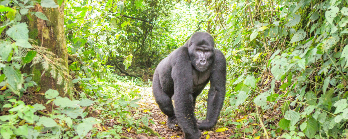 Bwindi gorilla trekking and chimpanzee tracking combo