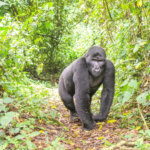 Bwindi gorilla trekking and chimpanzee tracking combo