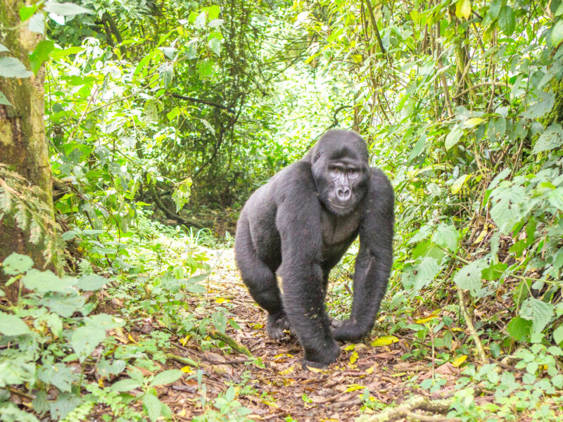 Bwindi gorilla trekking and chimpanzee tracking combo