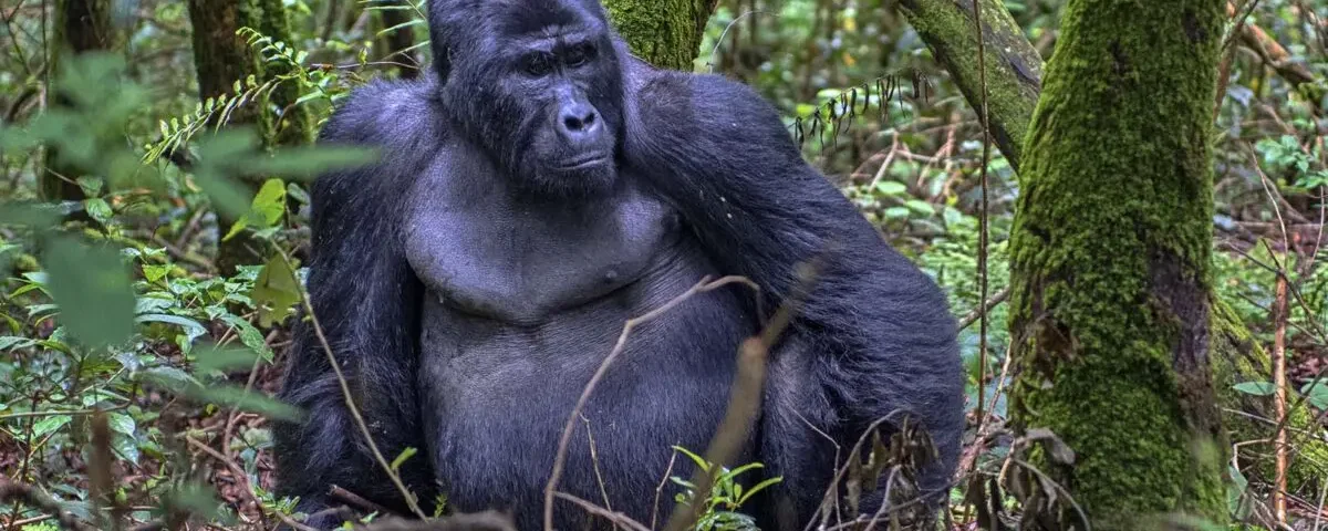 Bwindi gorilla trekking best safari company