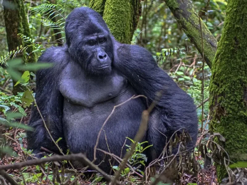 Bwindi gorilla trekking best safari company