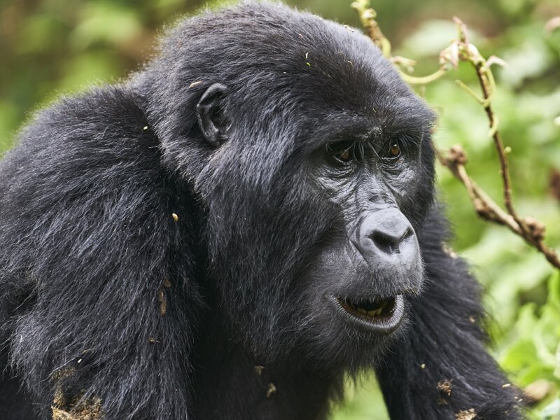 Bwindi gorilla trekking budget safari Uganda
