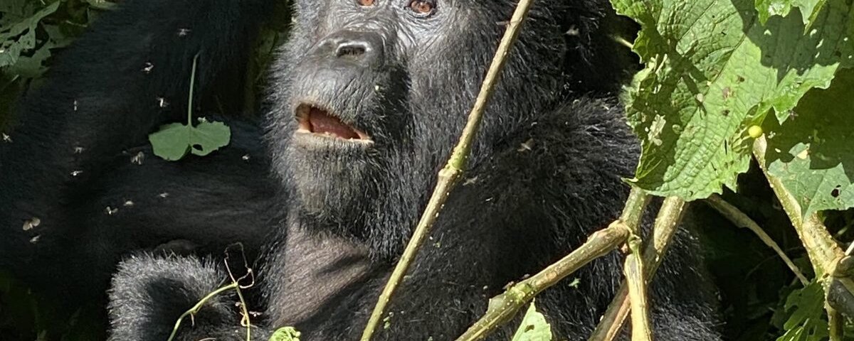 Bwindi gorilla trekking cost