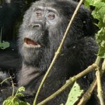 Bwindi gorilla trekking cost