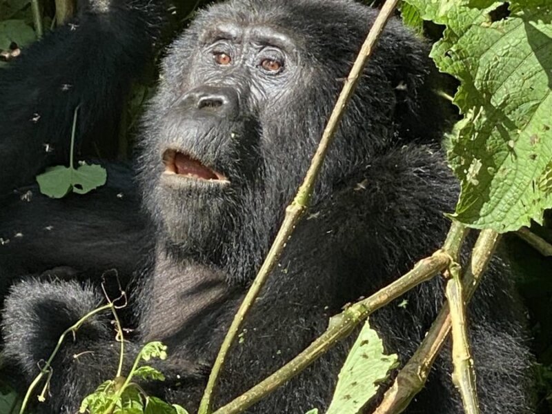 Bwindi gorilla trekking cost