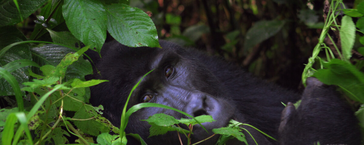 Bwindi gorilla trekking difficulty level