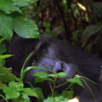 Bwindi gorilla trekking difficulty level