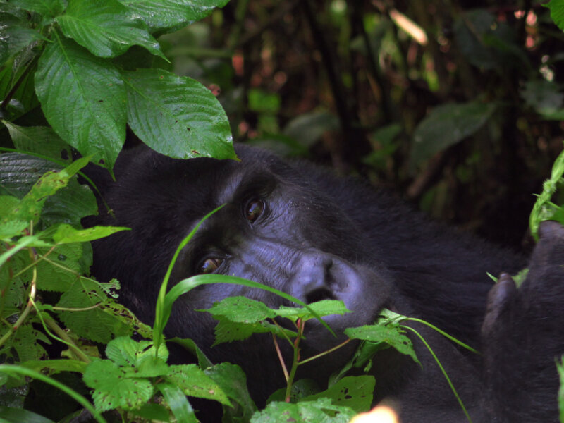 Bwindi gorilla trekking difficulty level