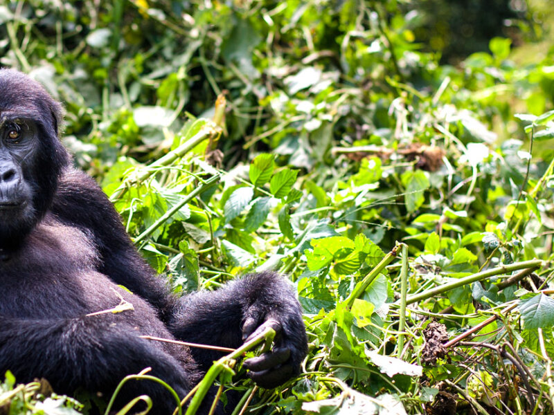 Bwindi gorilla trekking family safaris Uganda