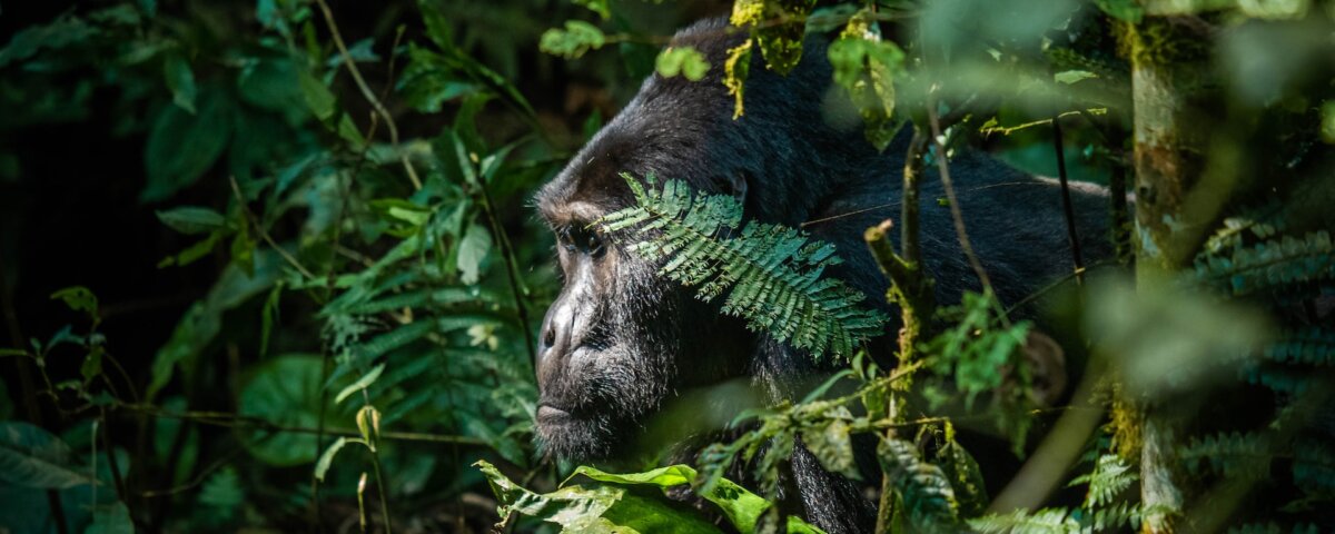 Bwindi gorilla trekking forest hiking