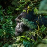 Bwindi gorilla trekking forest hiking