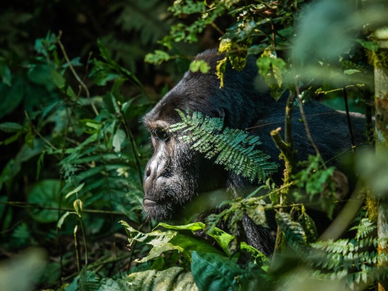 Bwindi gorilla trekking forest hiking