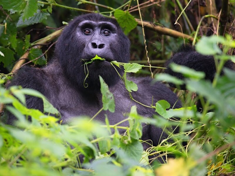Bwindi gorilla trekking group tours