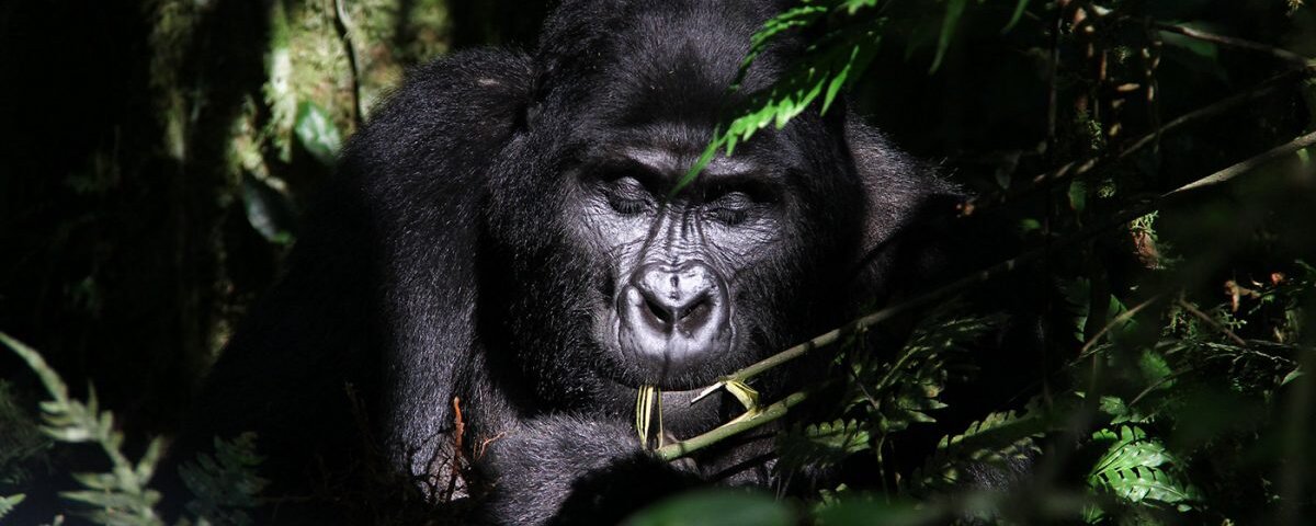 Bwindi gorilla trekking guided tours