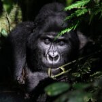 Bwindi gorilla trekking guided tours