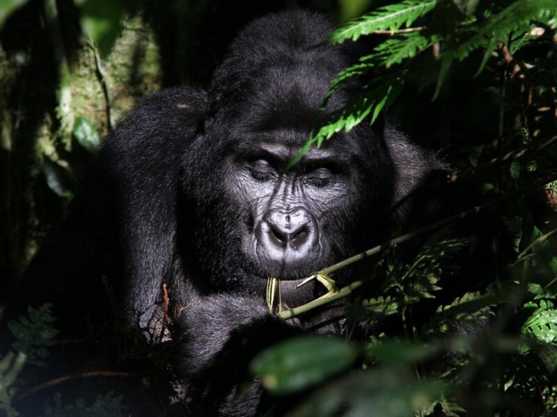 Bwindi gorilla trekking guided tours