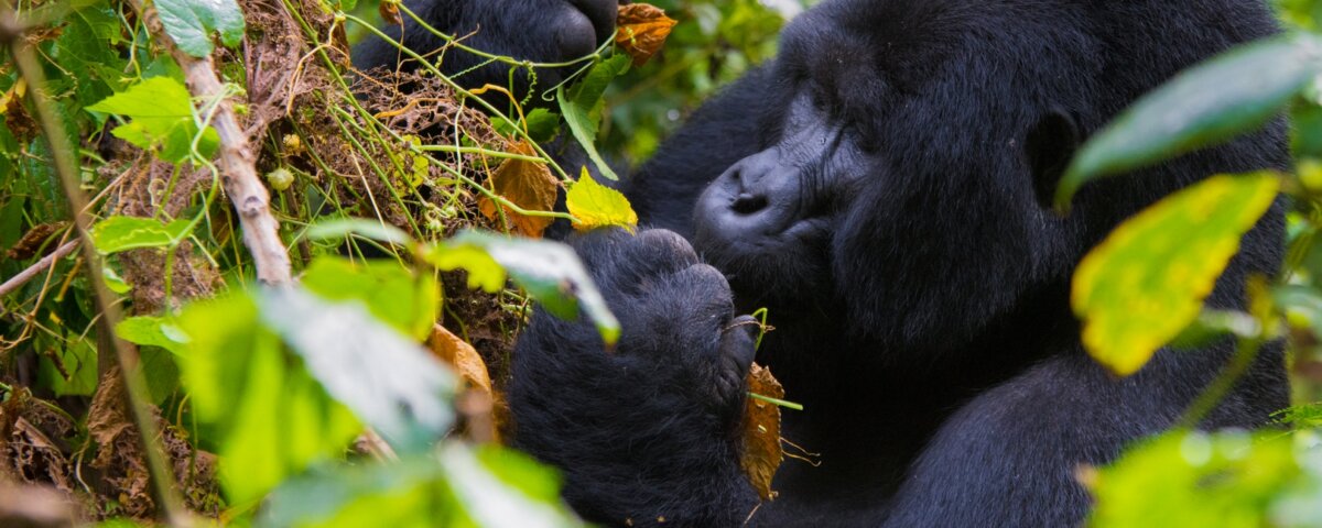 Bwindi gorilla trekking hiking trails