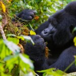 Bwindi gorilla trekking hiking trails