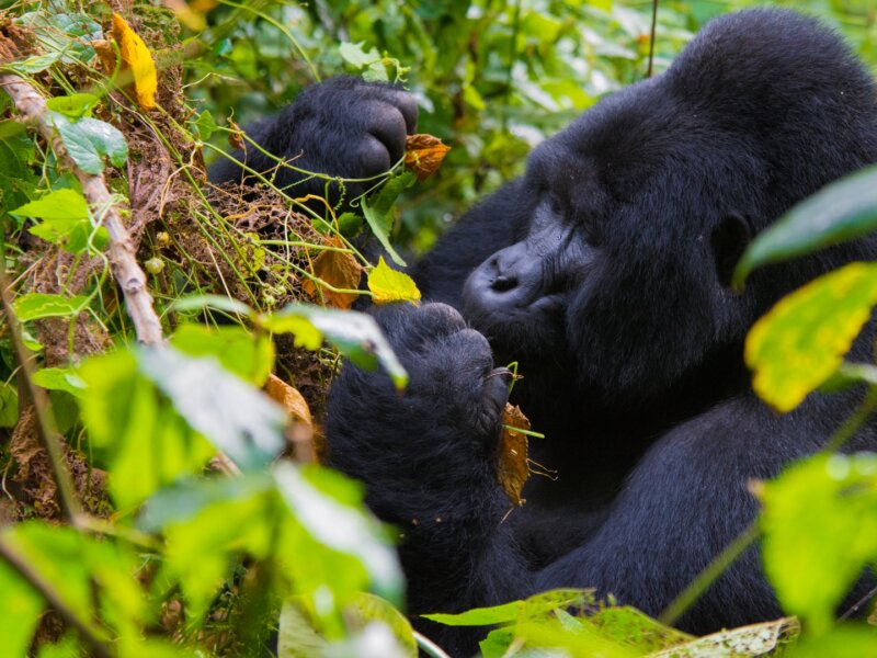 Bwindi gorilla trekking hiking trails