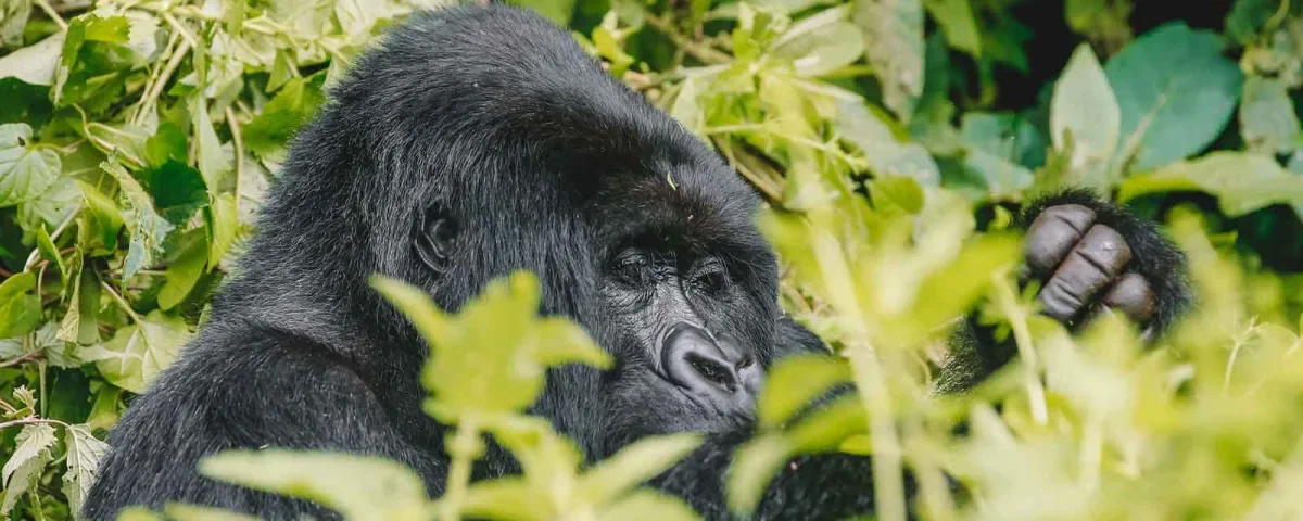 Bwindi gorilla trekking honeymoon safari