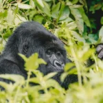 Bwindi gorilla trekking honeymoon safari