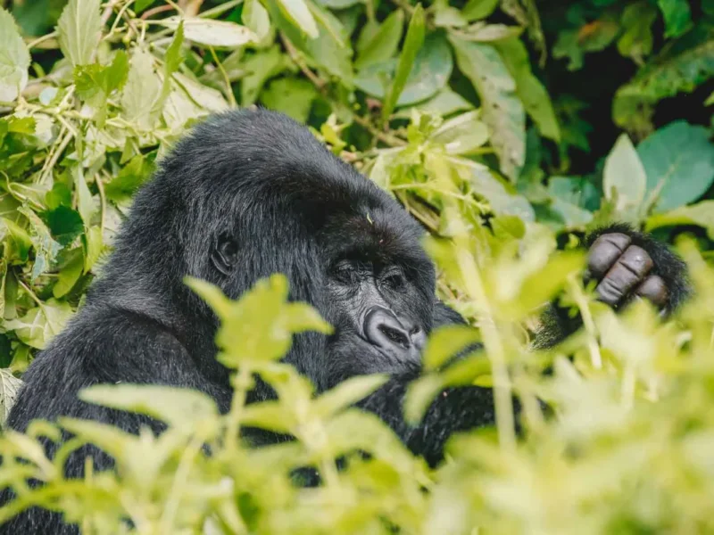 Bwindi gorilla trekking honeymoon safari