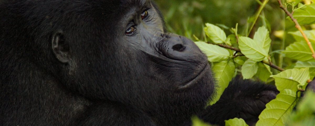Bwindi gorilla trekking last minute booking