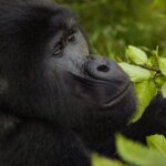 Bwindi gorilla trekking last minute booking